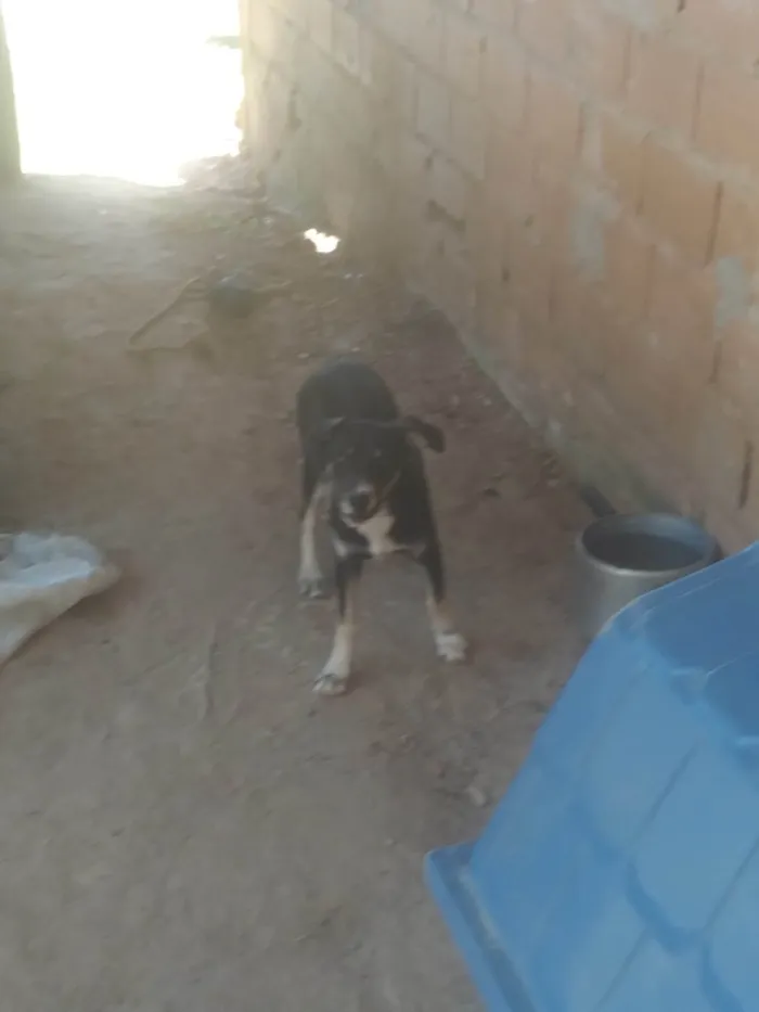 Cachorro ra a SRD-ViraLata idade 2 a 6 meses nome Pantera 