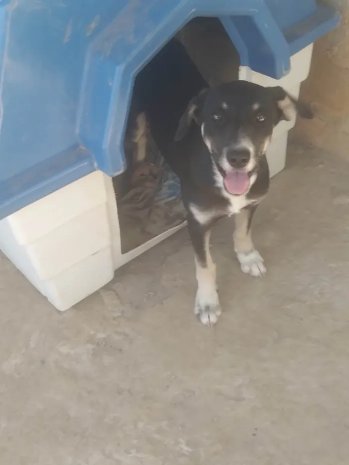 Cachorro ra a SRD-ViraLata idade 2 a 6 meses nome Pantera 