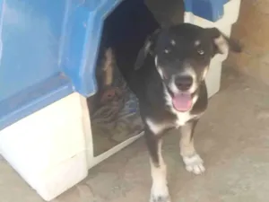 Cachorro raça SRD-ViraLata idade 2 a 6 meses nome Pantera 