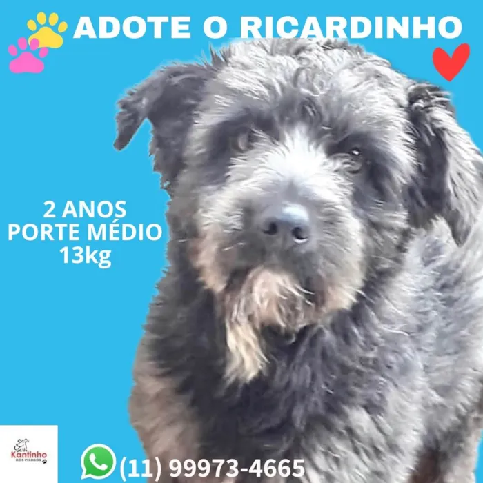 Cachorro ra a SRD-ViraLata idade 2 anos nome Ricardinho 