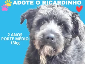 Cachorro raça SRD-ViraLata idade 2 anos nome Ricardinho 