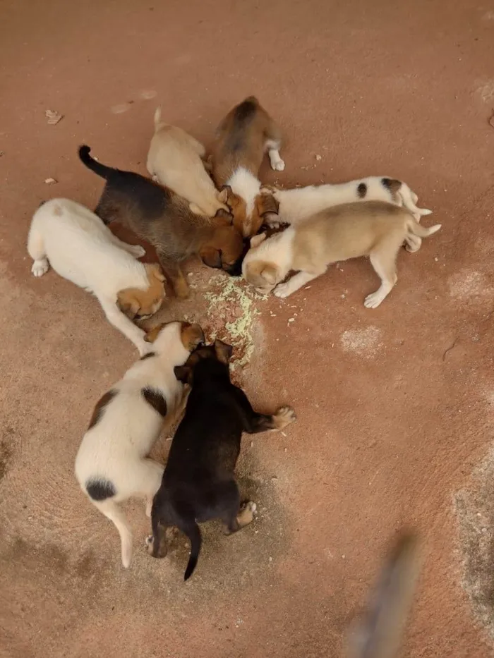 Cachorro ra a SRD-ViraLata idade Abaixo de 2 meses nome Vários cachorrinhos 