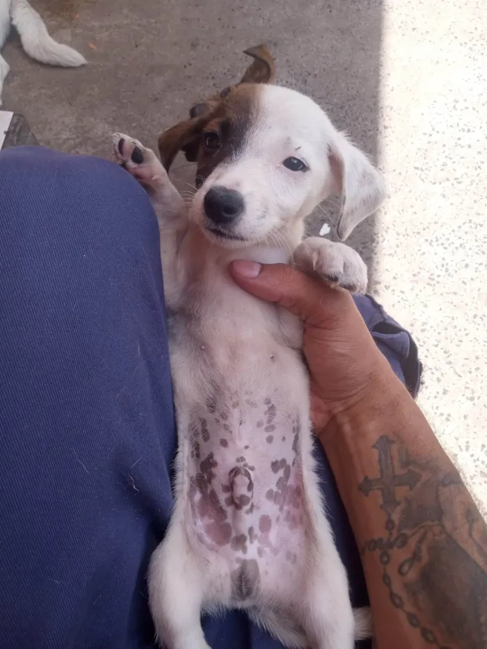 Cachorro ra a SRD-ViraLata idade Abaixo de 2 meses nome Tor 