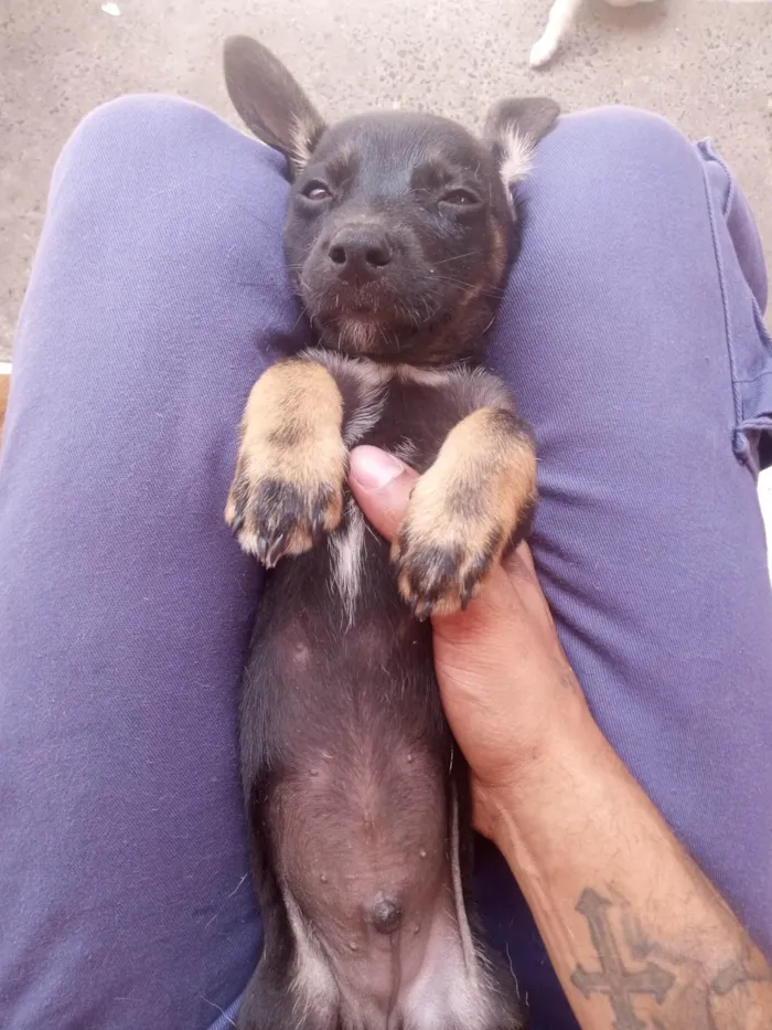 Cachorro ra a SRD-ViraLata idade Abaixo de 2 meses nome Tor 