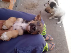 Cachorro raça SRD-ViraLata idade Abaixo de 2 meses nome Tor 