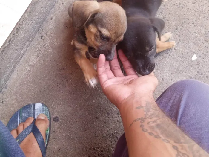 Cachorro ra a SRD-ViraLata idade Abaixo de 2 meses nome Tor 