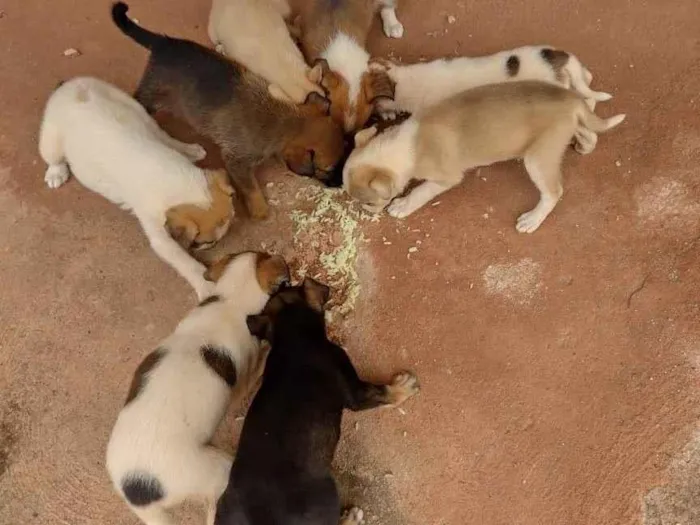 Cachorro ra a SRD-ViraLata idade Abaixo de 2 meses nome Vários cachorrinhos 