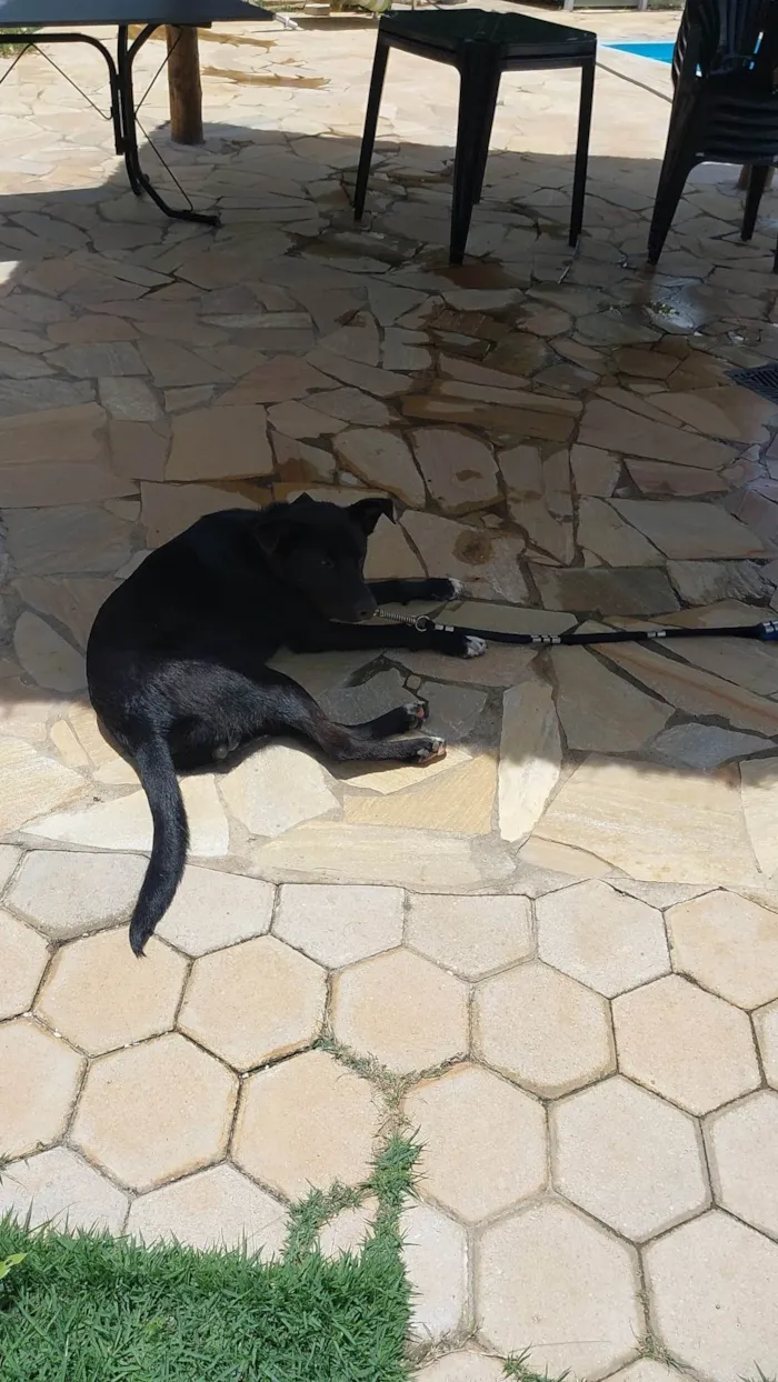 Cachorro ra a SRD-ViraLata idade 7 a 11 meses nome Black