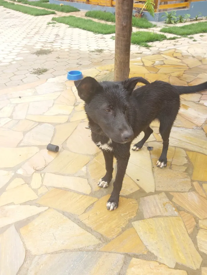 Cachorro ra a SRD-ViraLata idade 7 a 11 meses nome Black