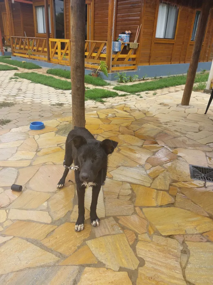 Cachorro ra a SRD-ViraLata idade 7 a 11 meses nome Black