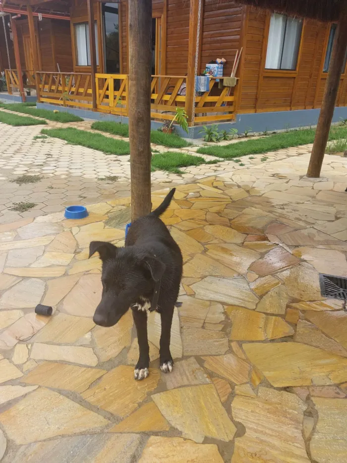 Cachorro ra a SRD-ViraLata idade 7 a 11 meses nome Black