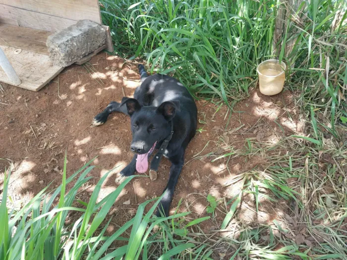 Cachorro ra a SRD-ViraLata idade 7 a 11 meses nome Black