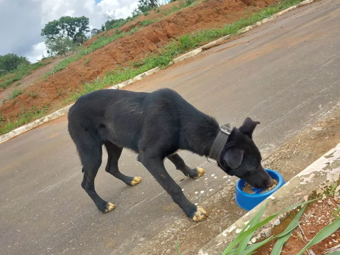 Cachorro ra a SRD-ViraLata idade 7 a 11 meses nome Black