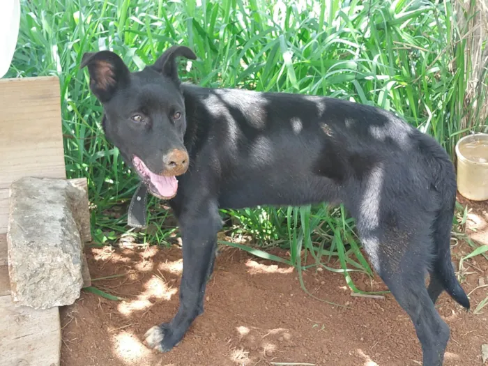 Cachorro ra a SRD-ViraLata idade 7 a 11 meses nome Black