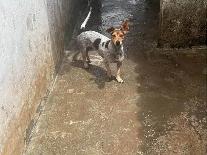 Cachorro ra a SRD-ViraLata idade 2 anos nome SOFIA