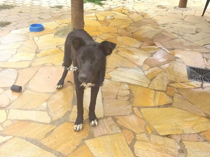 Cachorro ra a SRD-ViraLata idade 7 a 11 meses nome Black