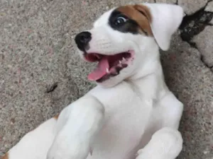 Cachorro raça Pit-Bull idade 2 a 6 meses nome Bella