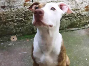 Cachorro raça Pit-Bull idade 1 ano nome Tigre