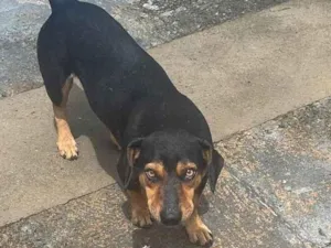 Cachorro raça SRD-ViraLata idade 2 anos nome DOGE