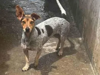 Cachorro raça SRD-ViraLata idade 2 anos nome SOFIA