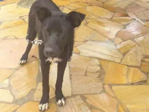 Cachorro raça SRD-ViraLata idade 7 a 11 meses nome Black