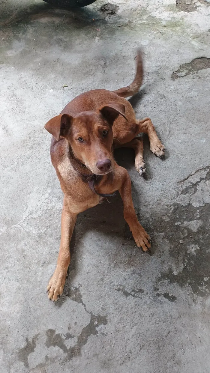 Cachorro ra a SRD-ViraLata idade 1 ano nome Thor