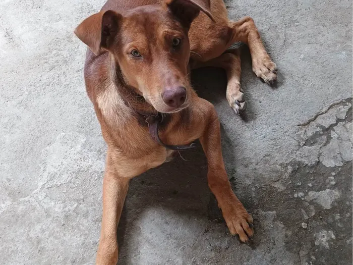 Cachorro ra a SRD-ViraLata idade 1 ano nome Thor