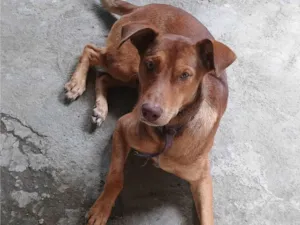 Cachorro raça SRD-ViraLata idade 1 ano nome Thor