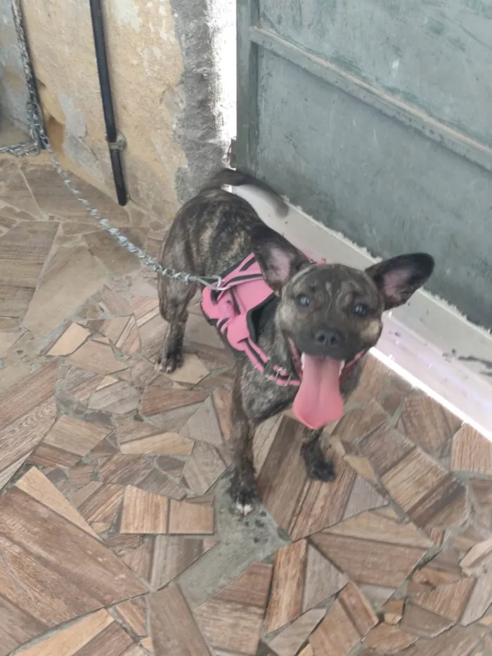 Cachorro ra a SRD-ViraLata idade 7 a 11 meses nome Luna 