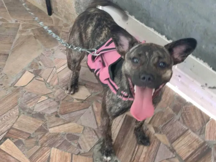 Cachorro ra a SRD-ViraLata idade 7 a 11 meses nome Luna 