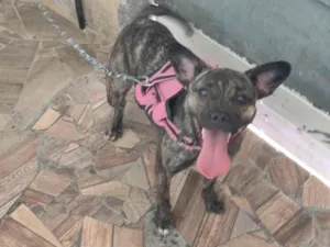 Cachorro raça SRD-ViraLata idade 7 a 11 meses nome Luna 