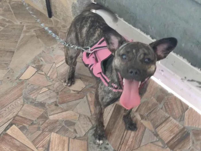 Cachorro ra a SRD-ViraLata idade 7 a 11 meses nome Luna 