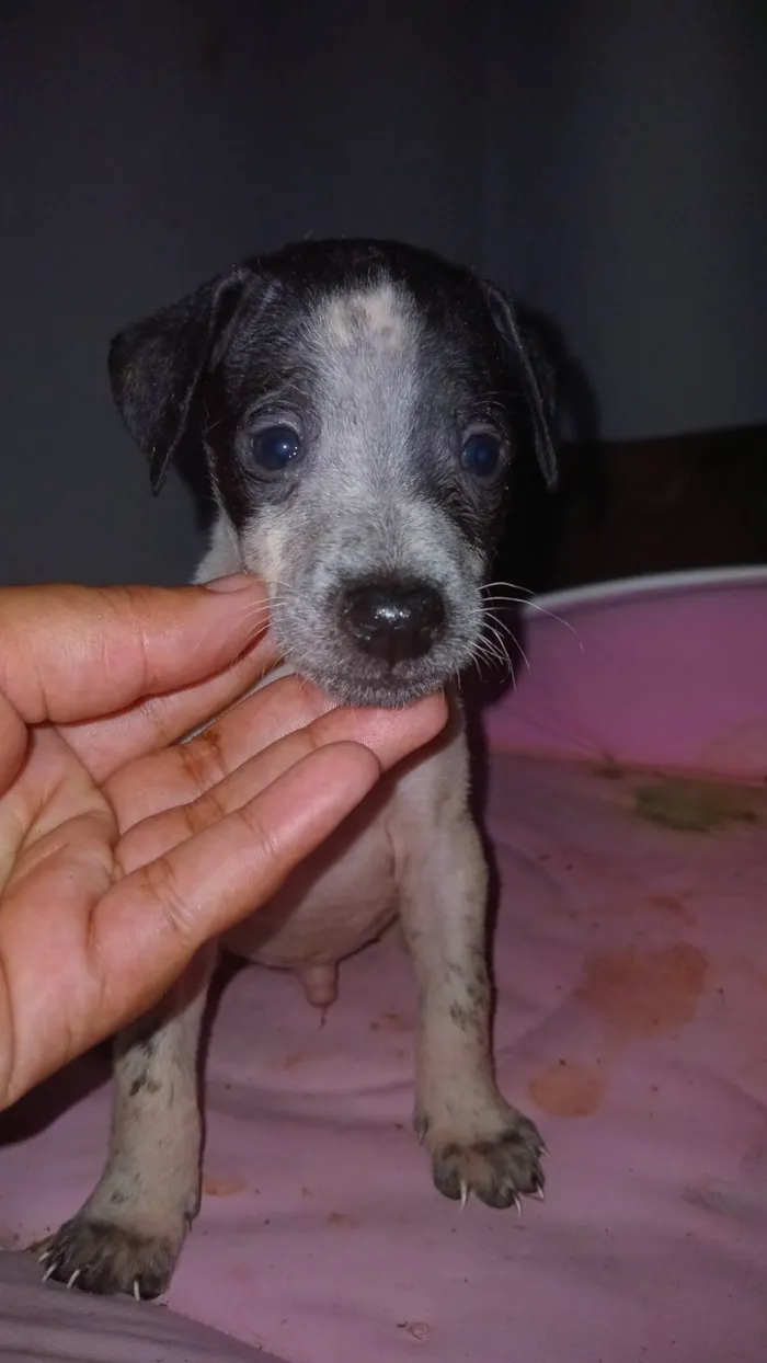 Cachorro ra a Perdigueiro idade Abaixo de 2 meses nome Filhotes 