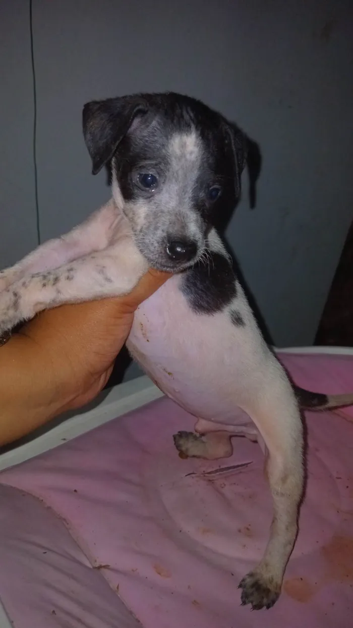 Cachorro ra a Perdigueiro idade Abaixo de 2 meses nome Filhotes 