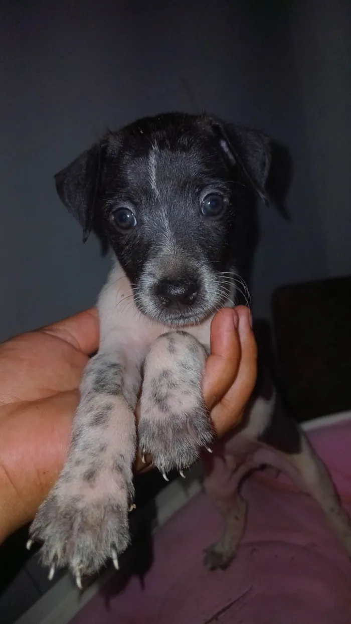 Cachorro ra a Perdigueiro idade Abaixo de 2 meses nome Filhotes 