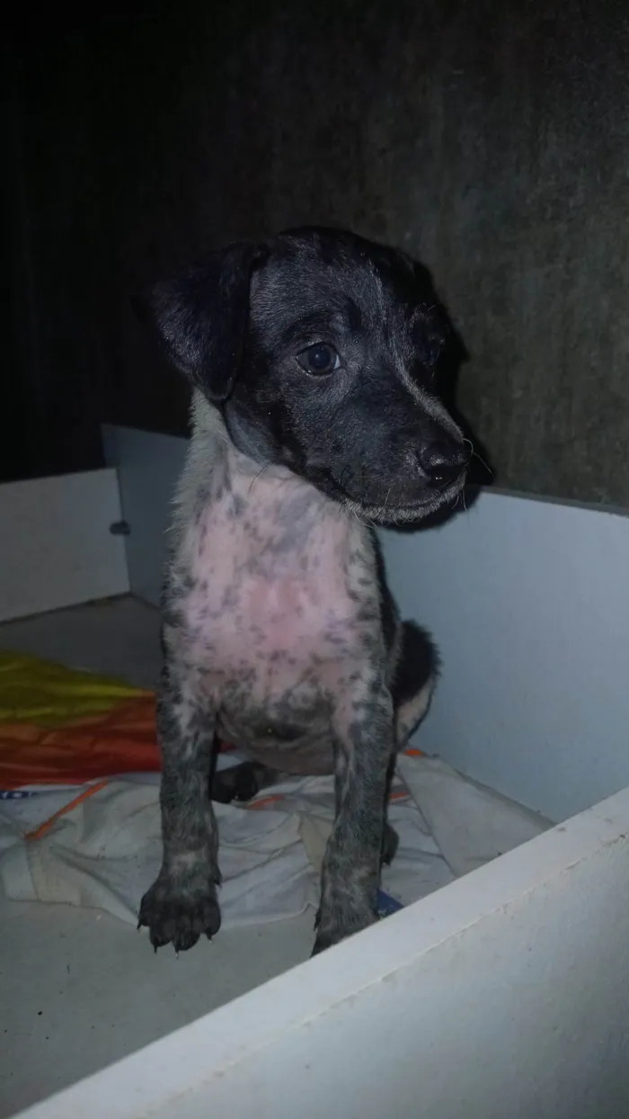 Cachorro ra a Perdigueiro idade Abaixo de 2 meses nome Filhotes 