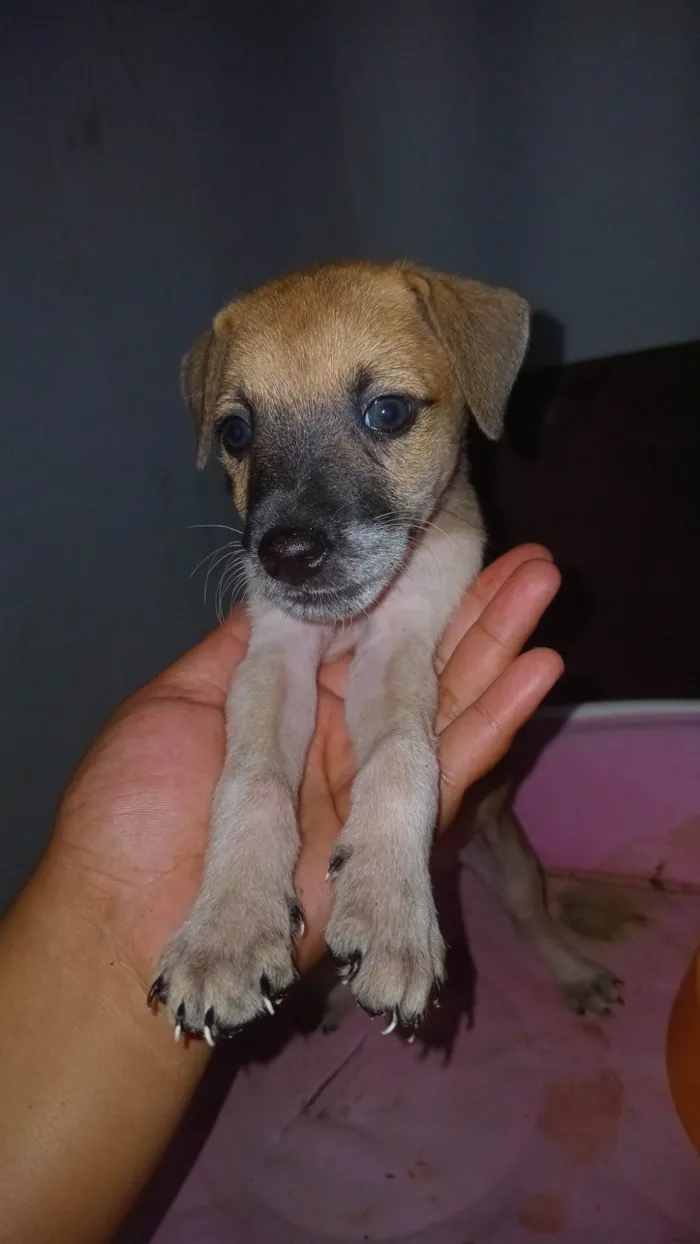 Cachorro ra a SRD-ViraLata idade Abaixo de 2 meses nome Caramelo procura uma familia 