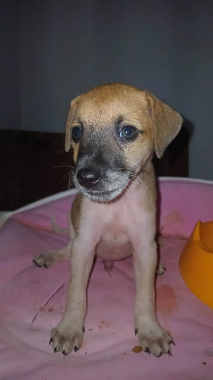 Cachorro ra a SRD-ViraLata idade Abaixo de 2 meses nome Caramelo procura uma familia 