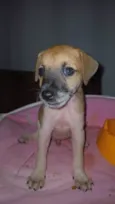 Caramelo procura uma familia