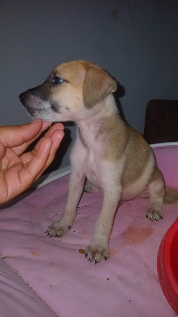 Cachorro ra a SRD-ViraLata idade Abaixo de 2 meses nome Caramelo procura uma familia 