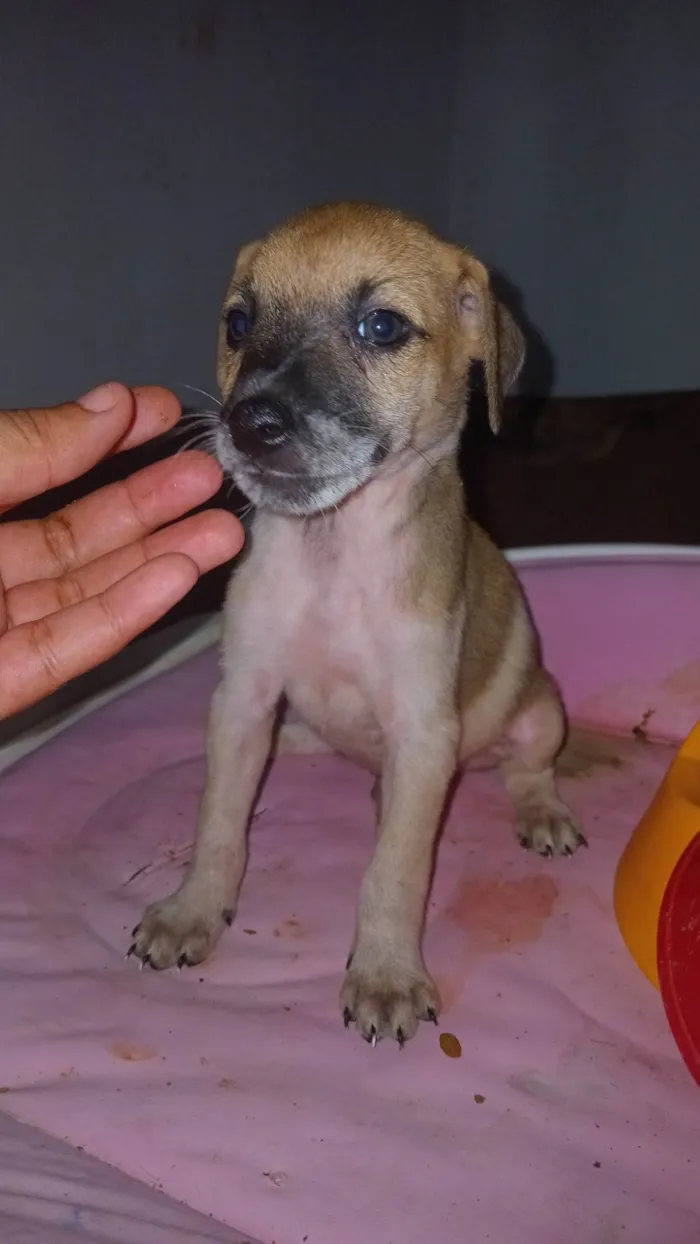 Cachorro ra a SRD-ViraLata idade Abaixo de 2 meses nome Caramelo procura uma familia 