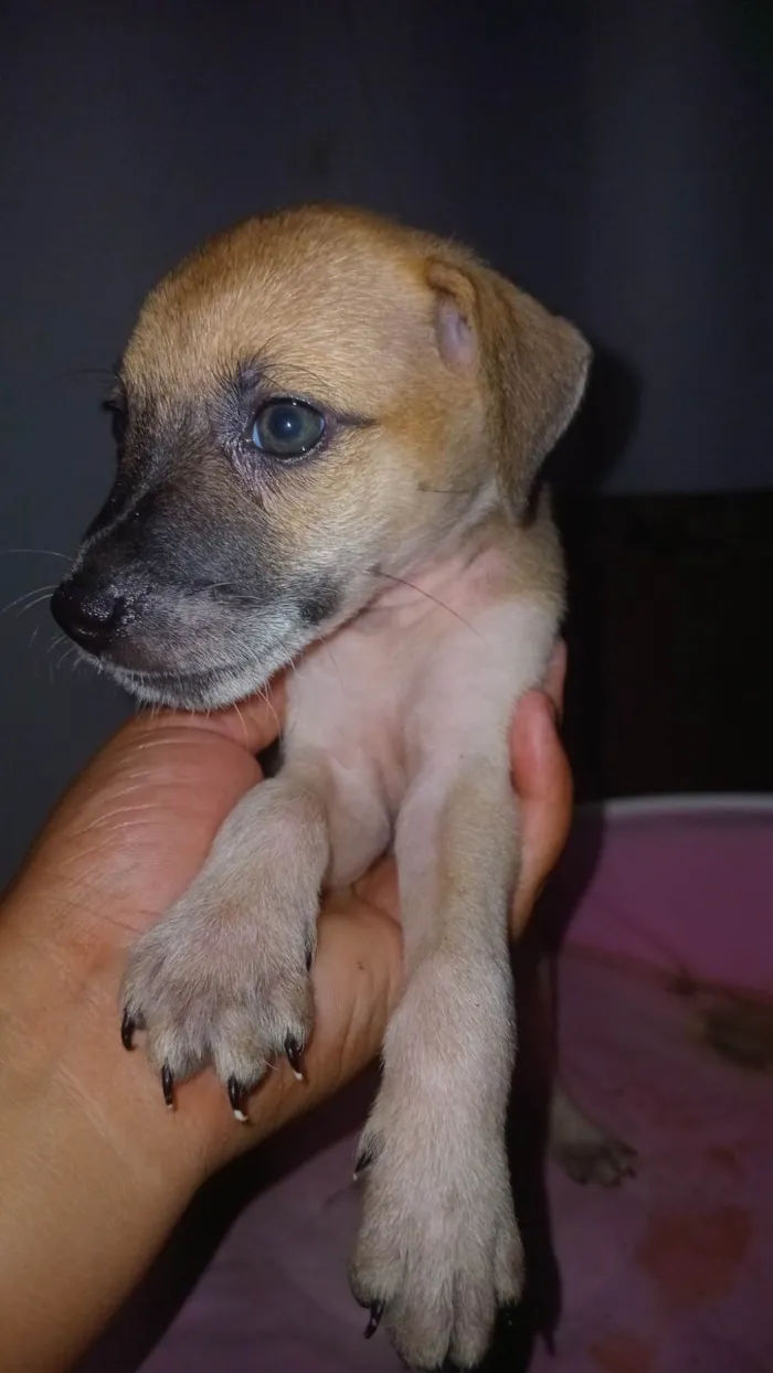 Cachorro ra a SRD-ViraLata idade Abaixo de 2 meses nome Caramelo procura uma familia 