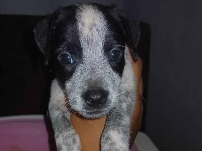 Cachorro ra a Perdigueiro idade Abaixo de 2 meses nome Filhotes 