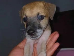 Cachorro raça SRD-ViraLata idade Abaixo de 2 meses nome Caramelo procura uma familia 