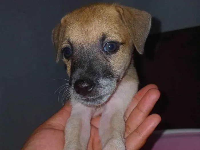 Cachorro ra a SRD-ViraLata idade Abaixo de 2 meses nome Caramelo procura uma familia 