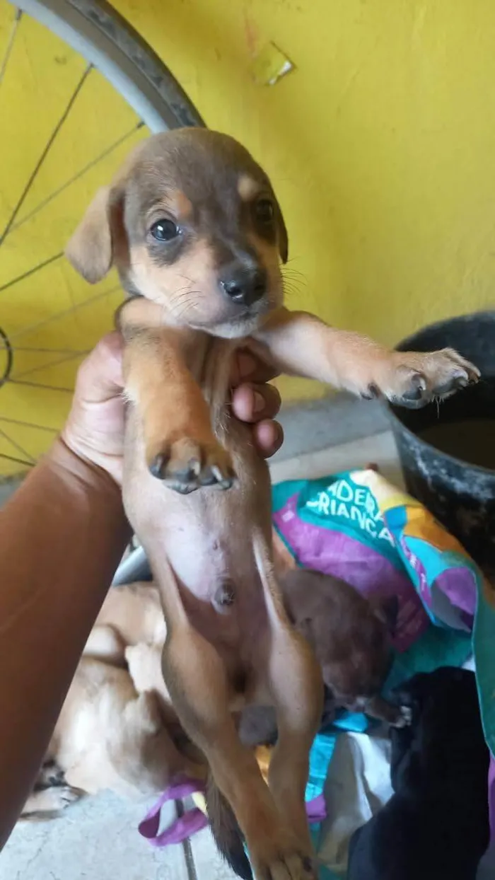 Cachorro ra a SRD-ViraLata idade 2 a 6 meses nome Messi 