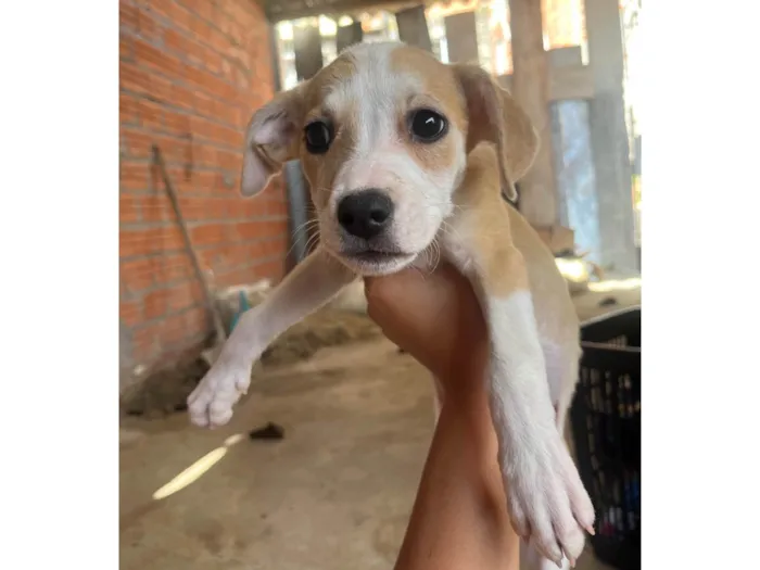 Cachorro ra a SRD-ViraLata idade 2 a 6 meses nome Sem nomes