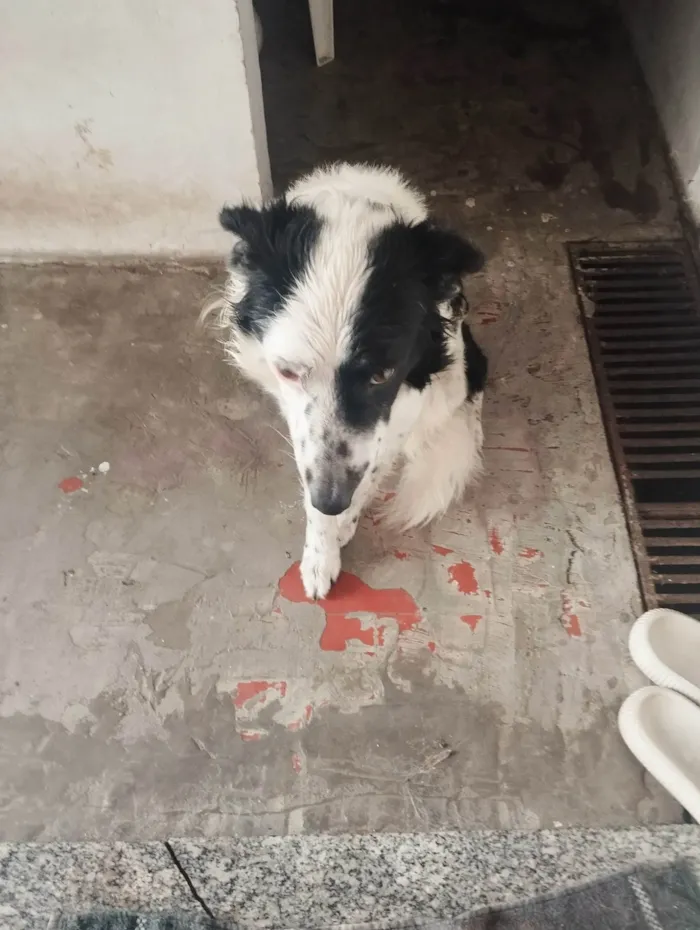 Cachorro ra a SRD-ViraLata idade 3 anos nome Tobias