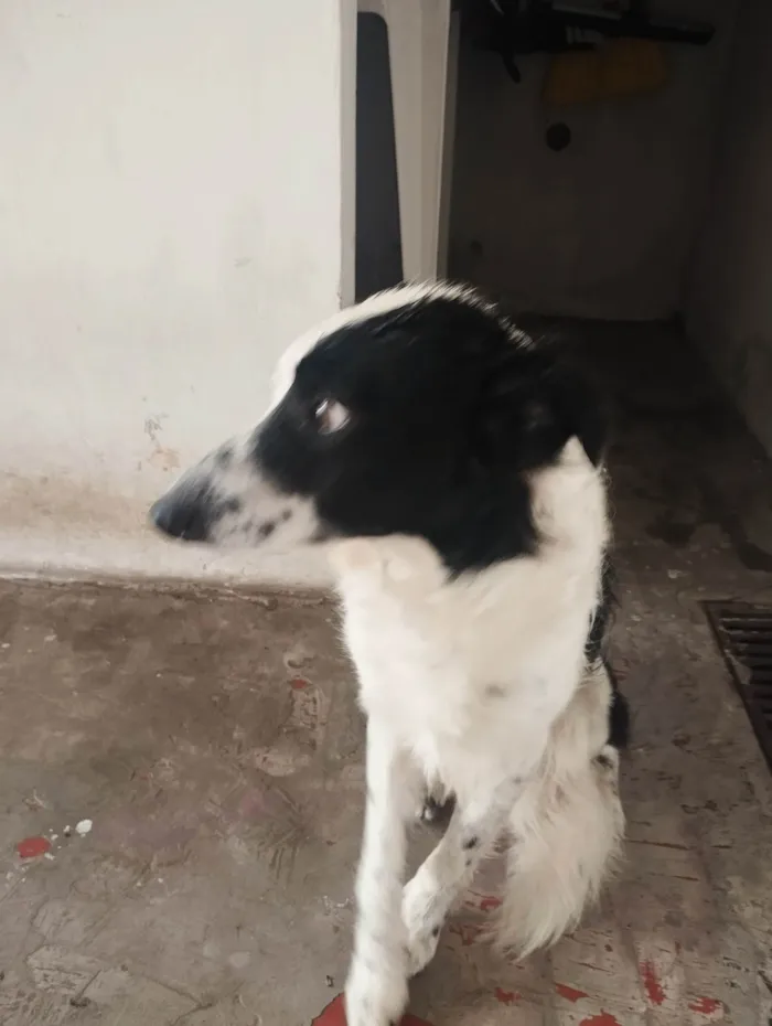 Cachorro ra a SRD-ViraLata idade 3 anos nome Tobias