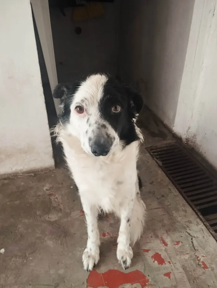 Cachorro ra a SRD-ViraLata idade 3 anos nome Tobias